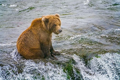 Alaska- Brooks Falls. A grizzly cub sits at the top of the waterfall. Art Print